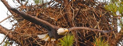 berry eagles cam 1|berry cottage eagle cam.